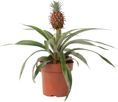 Produktbild von Ananaspflanze - Ananas comosus 'Mi Amigo' - Höhe 35-45cm - ⌀12cm