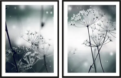 Obrázek produktu pro BILDPOSTER V RÁMU 53x73cm Sada diptychu se 2 obrazy Pampelišky Boho P2073