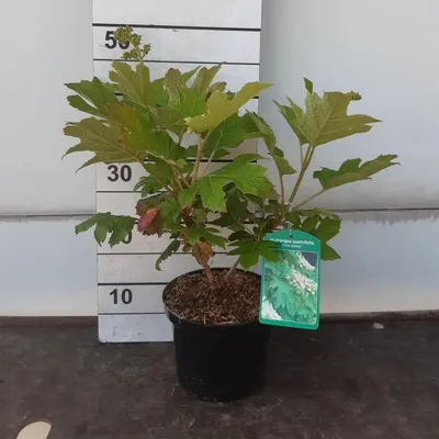 Obrázok produktu pre Hydrangea quercifolia 'Snow Queen' – hortenzie | 30–40 cm v črepníku