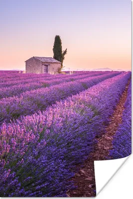Produktbild von MuchoWow® Poster Lavendel - Sonnenuntergang - Lila - Blumen 40x60 cm - Plakate für die Wand - Poster Babyzimmer