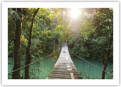 Produktbild von Poster - Poster ohne Rahmen - Brücke Seil Dschungel - 70x50 cm - Wand Bild - Wanddeko - Wandbilder - Kunstposter - Wandposter - Bilder - Kunstdruck - Wanddekoration - Wandbild - P2XAA70x50-4397