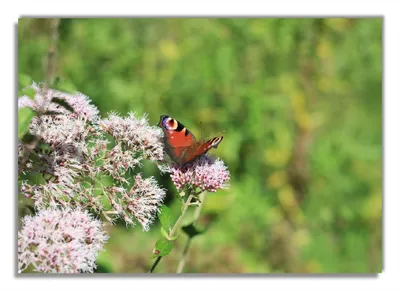 Produktbild von Wallario Poster - Schmetterling auf Blüte, Kunstdruck Größe: 70 x 100 cm