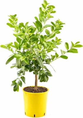 Produktbild von Buddhas Hand Pflanze 70–100 cm – Fingerzitrone, Zitronatzitrone, exotischer Citrus medica Baum für Balkon, Terrasse & Garten