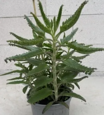 Produktbild von Goethepflanze - Kalanchoe daigremontiana - Brutblatt