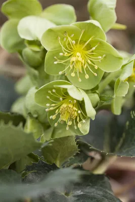 Produktbild von Helleborus argutifolius, Korsische Nieswurz, immergrün, ca. 11x11 cm Topf