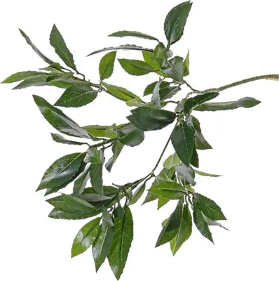 Produktbild von Bellatio Blumen & Pflanzen Kunstliche Lorbeerpflanze - Kunstliche Zweige - grun - 48 cm