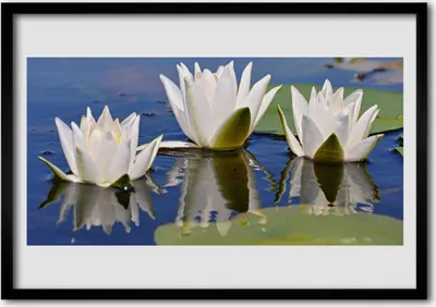Produktbild von Bild 70x50 MDF-Rahmen Wandkunst Blumen Pflanzen