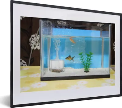 Produktbild von MuchoWow® MuchoWow® Gerahmtes Poster Zwei Fische in einem Aquarium 40x30 cm - Poster mit zchwarzem Bilderrahmen - Bilderrahmen - Poster im Rahmen