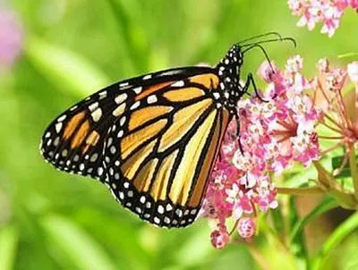 Immagine prodotto di Schmetterling - 500 Teile (Puzzle)