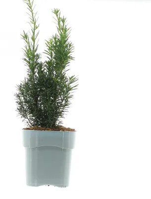 Productafbeelding van JUNAVERA Taxus media Hicksii | 25 cm hoog | In 9 cm pot | Groenblijvende haagplant