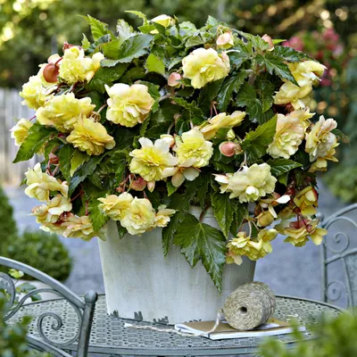 Image de Bégonia retombant double parfumé Odorata Sunny Dream 1 pièce bégonias plants