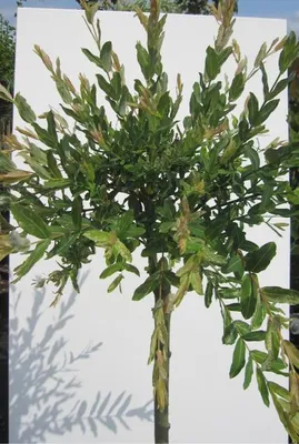 Produktbild von Hochstamm Harlekinweide Hakuro Nishiki - Salix integra - Stamm 100 cm + Krone