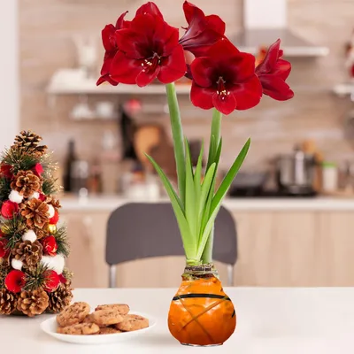 Produktbild von Amaryllis in Wachs Striped Orange - 2 Wachsamaryllis Blumenzwiebeln - Wax Amaryllis Zwiebel in Großformat 28/30 - Exklusive Echte Pflanzen aus Holland - Hippeastrum (keine Samen, nicht künstlich)