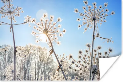 Produktbild von MuchoWow® Poster Pflanzen - Schnee - Stilleben 120x80 cm - Bilder