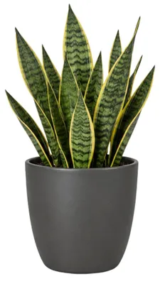 Produktbild von Floran Pflanztopf - anthrazitgrau - matt - Keramik - 25 x 22 cm
