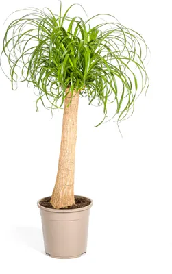 Produktbild von Beaucarnea Recurvata - Elefantenfuß - Zimmerpflanze -  Ø24cm - ↕80-100cm