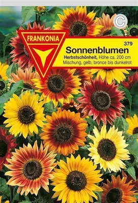 Produktbild von Sonnenblume Herbstschönheit
