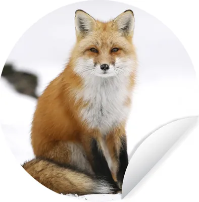 Produktbild von MuchoWow® Runde Wandtattoo - Wandsticker Tapete Aufkleber Fuchs - Schnee - Winter Ø 50 cm Selbstklebend und Repositionierbar - Wandaufkleber - Kreis - Wand Kreis - Wand Bild - Foto Tapete - Selbstklebende - Wohnzimmerdekoration - Wand Dekoration - Kinderzimmer