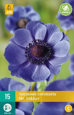 Produktbild von [STREICHUNG 2024] Anemone coronaria Mr. Fokker (15 Stück) | Anemonenknollen von Jub Holland