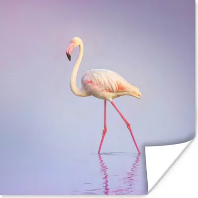 Produktbild von MuchoWow® Poster Flamingo - Wasser - Rosa 100x100 cm - Babyzimmer