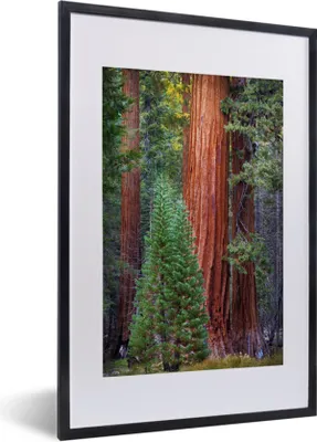 Produktbild von MuchoWow® Gerahmtes Poster Ein Redwood-Baum im Wald 40x60 cm - Poster mit Schwarzem Bilderrahmen Wandposter Rahmen Foto Bilder - Poster in Rahmen