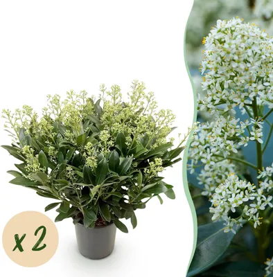 Produktbild von Skimmia japonica Finchy - Blüte Weiß - 40+ Blüten - 2 Pflanzen - Winterhart - 50-60cm - Ø19cm - Gartenpflanze