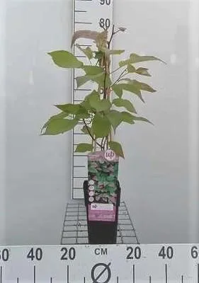 Produktbild von Actinidia pilosula - Strahlengriffel 60-80 cm | Topf