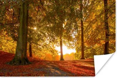 Produktbild von MuchoWow® Poster Herbst - Licht - Wald 30x20 cm - Plakate - Print