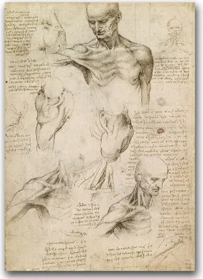 Produktbild von Poster - Canvas - Leinwand - 59,4 cm x 84,1 cm - Fotoposter - Leinwandkunst - Da Vinci Muskeln