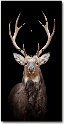 Produktbild von Wanduhr aus Glas – 30x60 cm - Glasbild - Glasuhr - Gehärtetes Glas -Hirsch