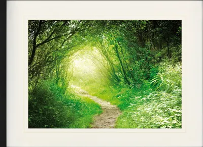 Obrázek produktu pro Lesy Zarámovaný obraz s elegantním paspartou | Wall Art | V rámu - Zelená lesní cesta, Do světla (60 x 80 cm)