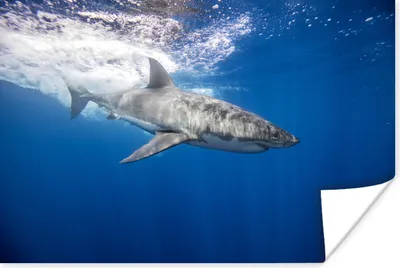 Produktbild von MuchoWow® Poster Hai - Meer - Wasser 180x120 cm - Fotoplakat