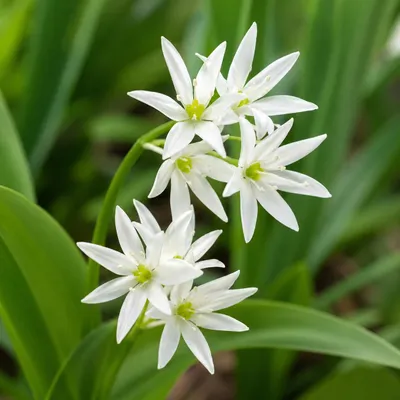 Produktbild von SaatPilot Allium ursinum 500 Samen Bärlauch