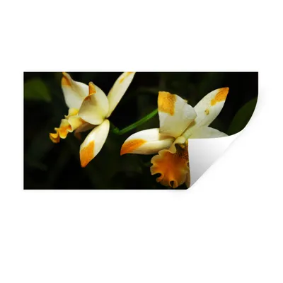 Produktbild von MuchoWow® Wandtattoo Wandsticker Wandaufkleber Zwei Orchideenblüten 160x80 cm Selbstklebend und Repositionierbar - Sticker - Dekorfolie