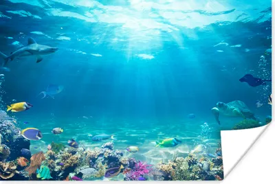 Produktbild von MuchoWow® Poster Unterwasserwelt - Meerestiere - Wasser - Korallen - Blau 120x80 cm - Bilder