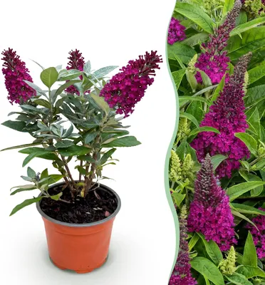 Image de Buddleja davidii Butterfly Candy Little Ruby - Arbuste à papillons - Compact - Rouge - 20-30cm - Ø12cm - Plante de jardin