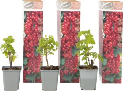 Zdjęcie produktu dla Porzeczka zwyczajna - 3 szt - Ribes rubrum - Wys. 25-40cm - ⌀9cm