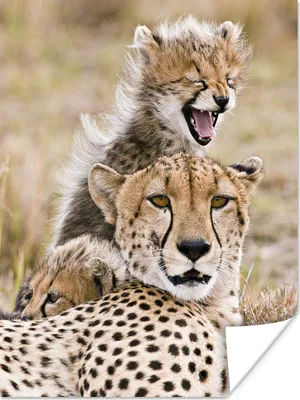 Produktbild von MuchoWow® Poster Gepard - Jungtier - Gras 120x160 cm - Wandbilder
