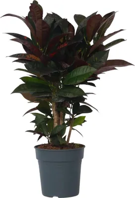 Image de Croton - Codiaeum variegatum 'Mrs. Iceton' - Hauteur 60-70cm - ⌀19cm