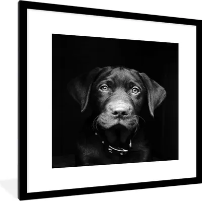 Produktbild von MuchoWow® MuchoWow® Gerahmtes Poster Tierprofil Hund in schwarz und weiß 40x40 cm - Poster mit zchwarzem Bilderrahmen - Poster - Plakat im Rahmen