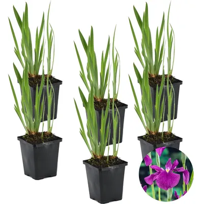 Image de Bloomique - Lot de 6 - Iris Kaempferi - Iris du Japon - Violet - Plantes de bassin - Plantes aquatiques - Rustique - Hauteur 20-30 cm - Pot 9 cm