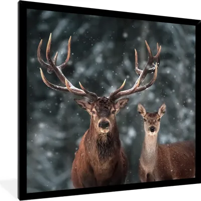 Produktbild von MuchoWow® Gerahmtes Poster Hirsche - Tiere - Winter - Geweih - Schnee - Natur 40x40 cm - Poster mit Schwarzem Bilderrahmen Wandposter Rahmen Foto Bilder - Mit Rahmen - Wanddekoration Schlafzimmer