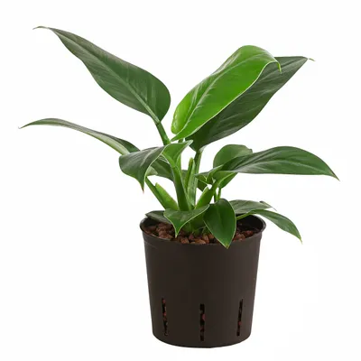 Produktbild von Dehner Baumfreund, Philodendron Imperial Green, Hydrokultur, 35 cm, Ø 15 cm, Zimmerpflanze