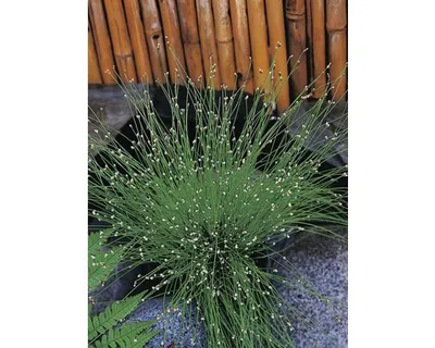Obrázek produktu pro Skřípinec FloraSelf Scirpus cernuus květináč Ø 11 cm