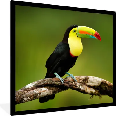 Produktbild von MuchoWow® Gerahmtes Poster Vogel - Tukan - Regenbogen - Grün - Zweig 40x40 cm - Poster mit Schwarzem Bilderrahmen Wandposter Rahmen Foto Bilder - Mit Rahmen - Wanddekoration Schlafzimmer