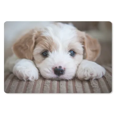 Produktbild von MuchoWow® Mauspad Mousepad Nahaufnahme eines Cavachon-Welpen 27x18 cm - Mousepads - Maus Mat - Pad - Mausunterlage - Büroartikel - Desk Matten