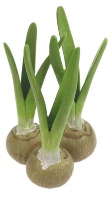 Meander Vase mit 3 bloembollen 13,5x12,5x21,5cm