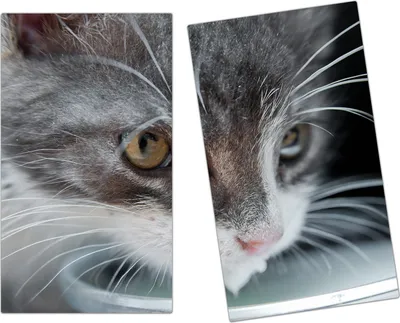 Produktbild von Spritzschutz Herdabdeckplatte Schneidebrett aus Glas Hungrige Katze 2-Teilig (60x52cm)