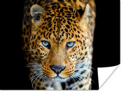 Produktbild von MuchoWow® Poster Leopard - Tiere - Porträt - Wildtiere - Schwarz 160x120 cm - Foto Plakat