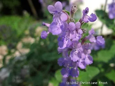 Produktbild von 6 x Blaue Garten-Katzenminze - Dauerblüher - Bienenweide, Rosenbegleiter  - Tb 9